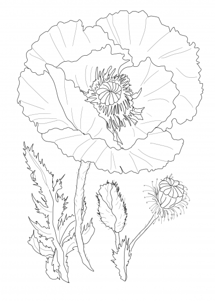 Poppy Flower coloring page image