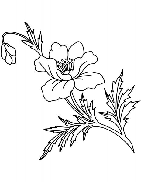 Poppy Flower coloring page image