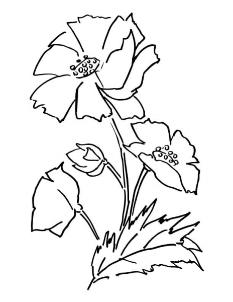 Poppy Flower  coloring page image