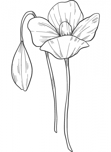Poppy Flowers coloring page image