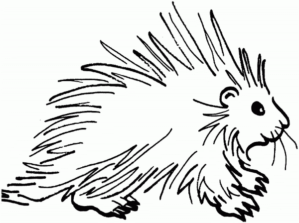 Porcupine 3 coloring page image