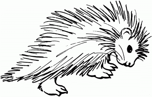 Porcupine 4 coloring page image