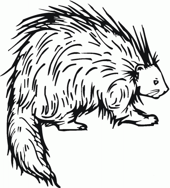 Porcupine 5 coloring page image
