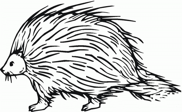 Porcupine 7 coloring page image