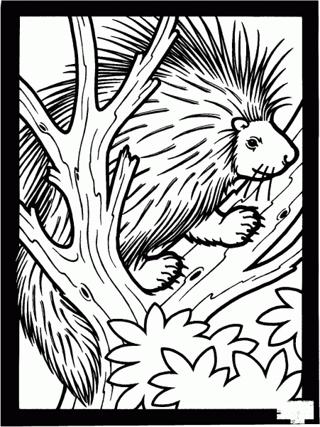 Porcupine On The Tree coloring page image