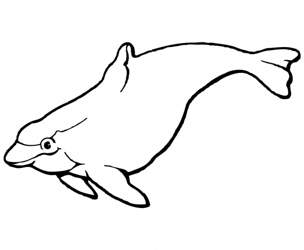 Porpoise coloring page image