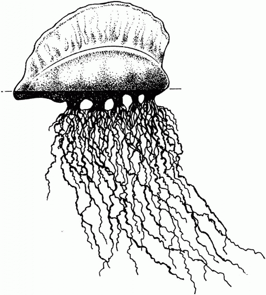Portuguese Man O War coloring page image