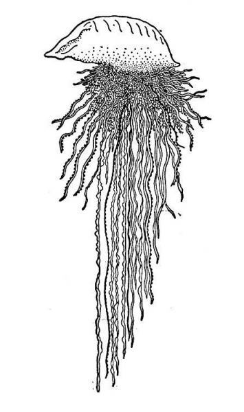 Portuguese Man O War Jellyfish coloring page image