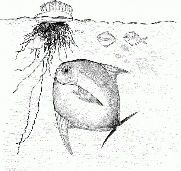 Portuguese Man of War coloring page image