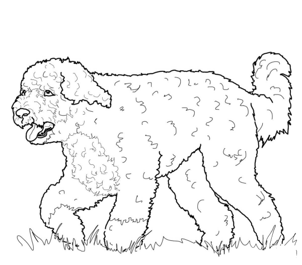 Portuguese Water Dog coloring page image