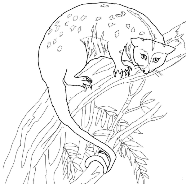 Possum coloring page image