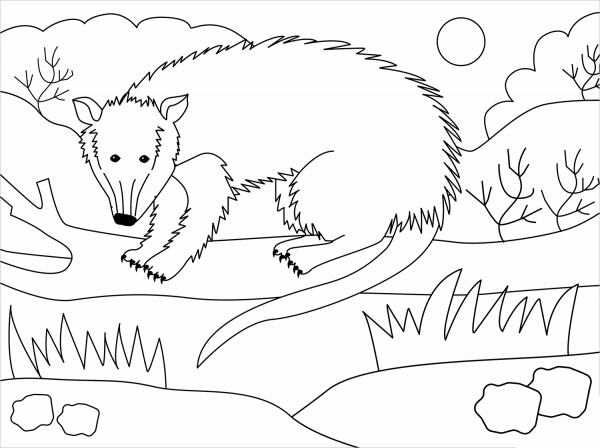 Possum coloring page image