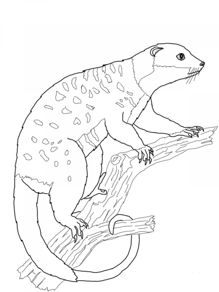 Possum Cuscus coloring page image
