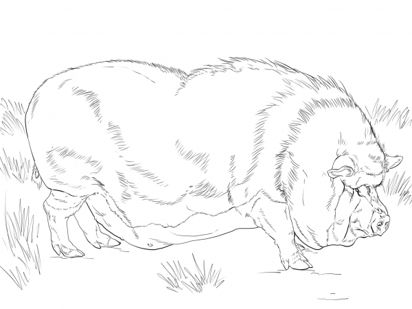 Pot-bellied Pig coloring page image
