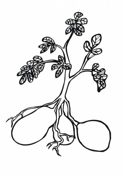 Potato Plant coloring page image