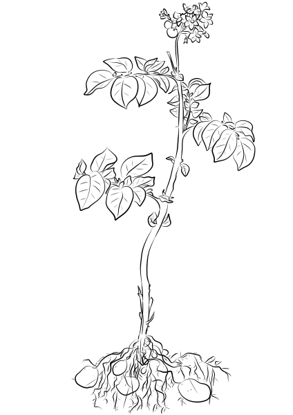Potato Plant coloring page image