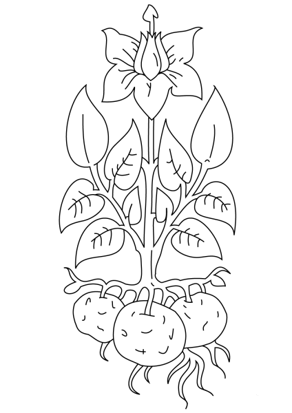 Potato Plant coloring page image