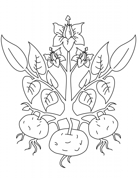 Potato Plant coloring page image