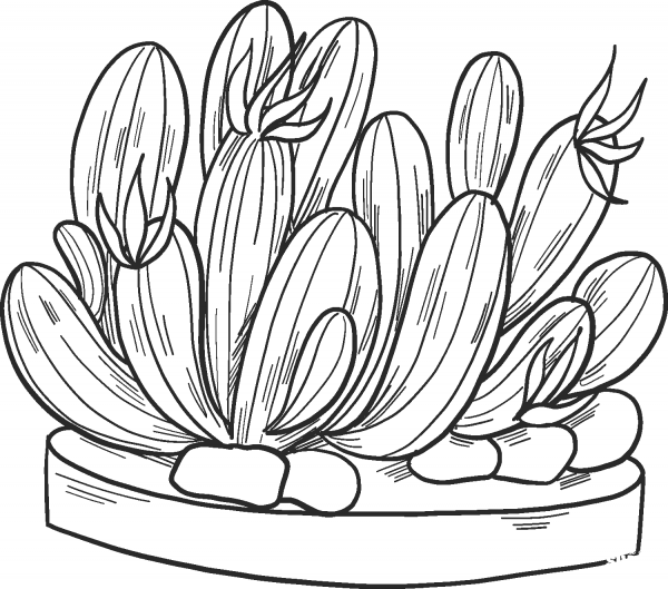 Potted Cactus coloring page image