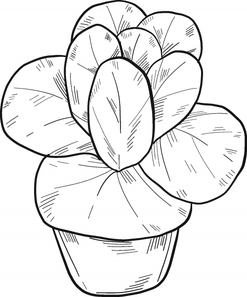 Potted Lettuce coloring page image