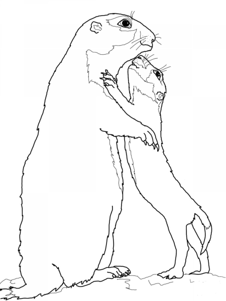 Prairie Dog Baby and Mother coloring page image