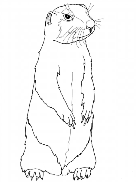 Prairie Dog coloring page image