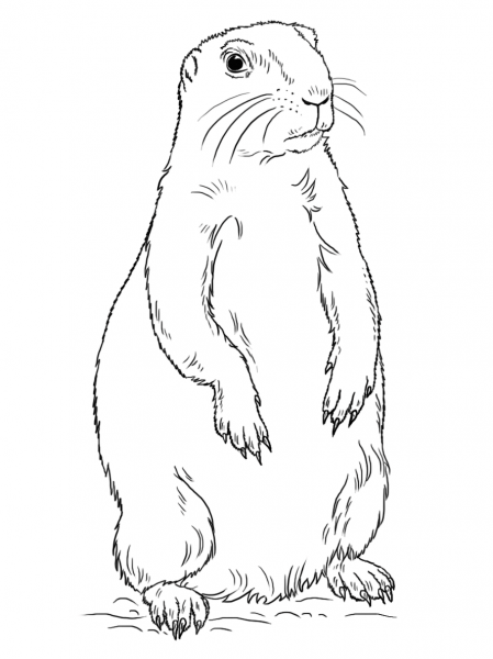 Prairie Dog Standing coloring page image