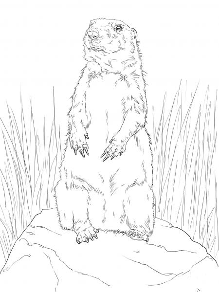 Prairie Dog Standing Up coloring page image