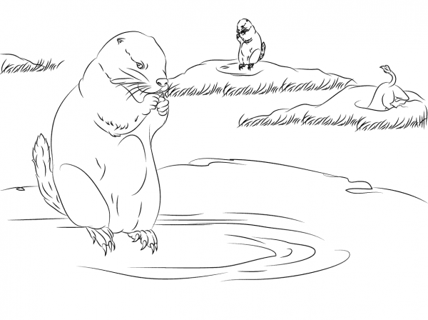 Prairie Dogs Burrow Homes in the Ground coloring page image