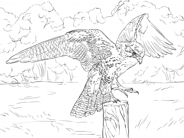 Prairie Falcon coloring page image