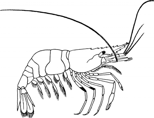 Prawn coloring page image