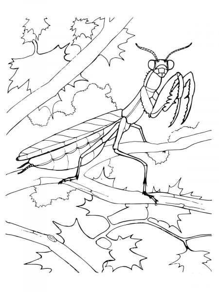 Praying Mantis  coloring page image