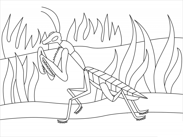 Praying Mantis coloring page image