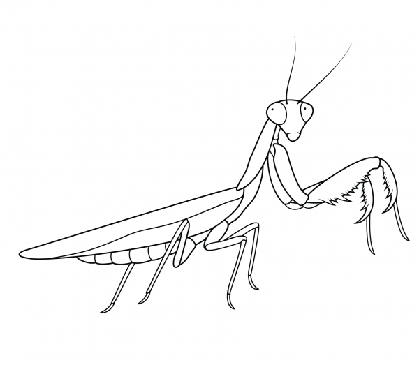 Praying Mantis coloring page image