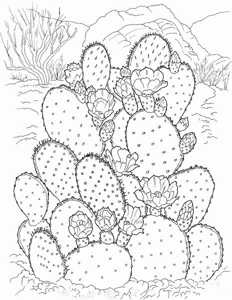 Prickly Pear Cactus coloring page image