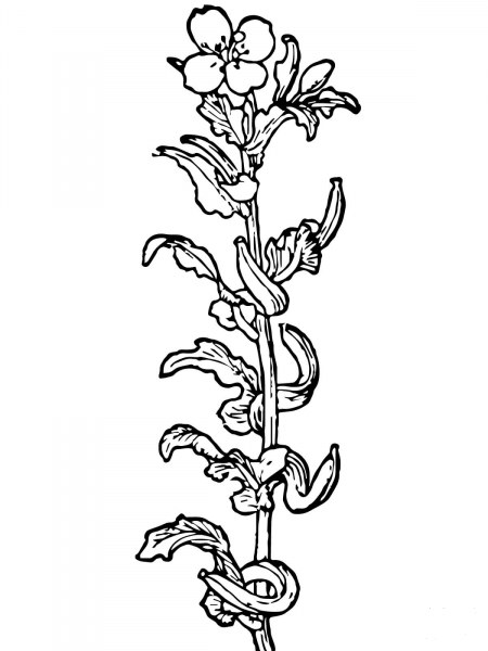 Primrose Flower coloring page image
