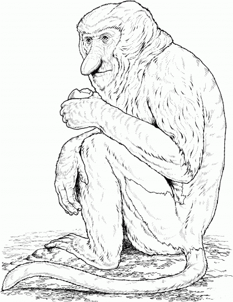 Proboscis Monkey coloring page image