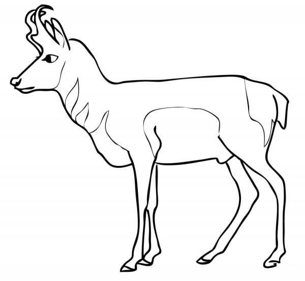 Pronghorn Antelope coloring page image