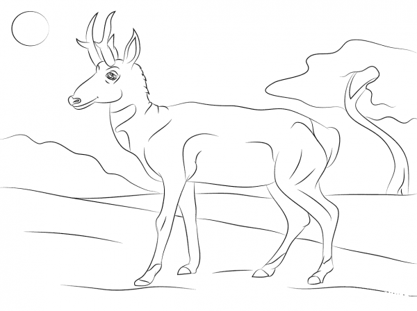 Pronghorn Antilocapra Americana coloring page image