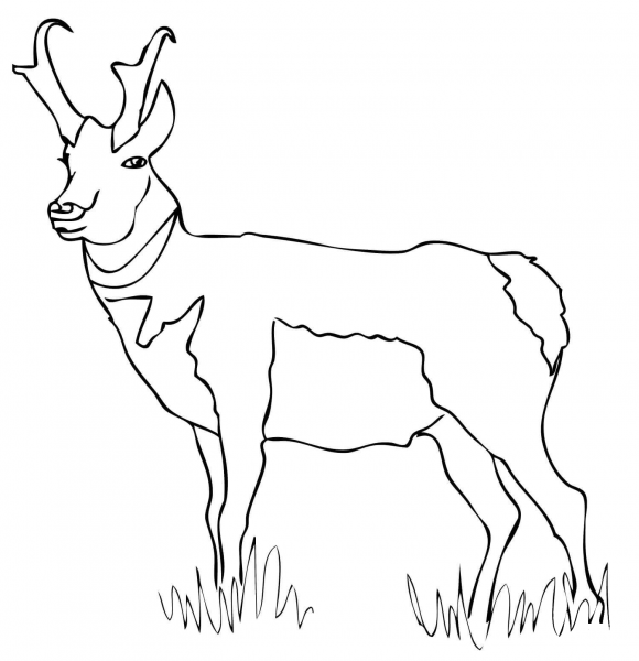 Pronghorn coloring page image