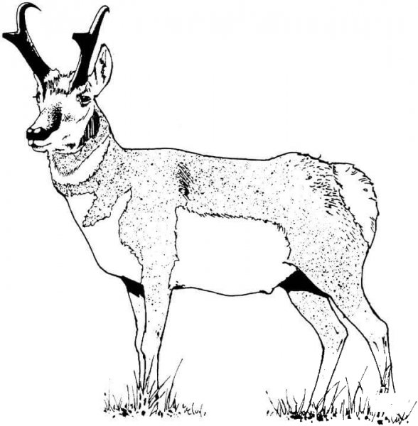 Pronghorn coloring page image