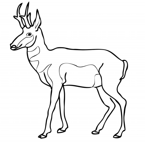 Pronghorn North American Antelope coloring page image
