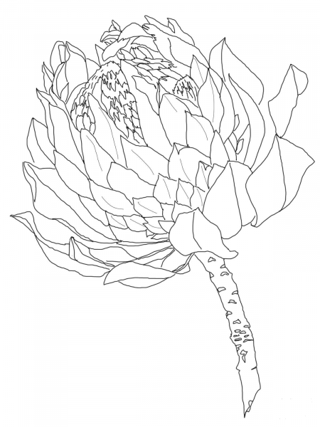 Protea coloring page image