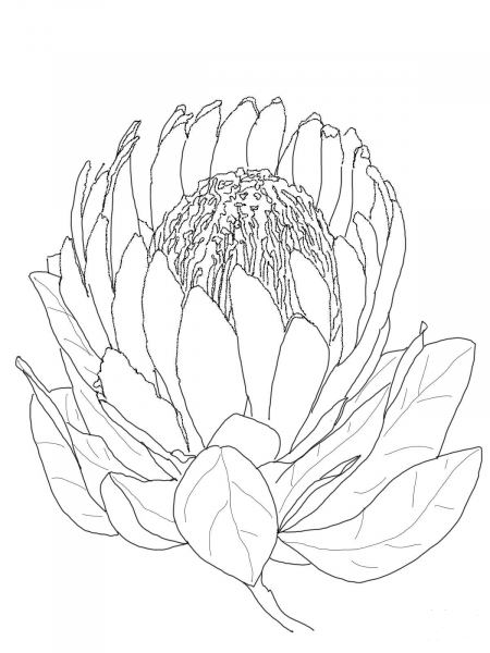 Protea Flower coloring page image
