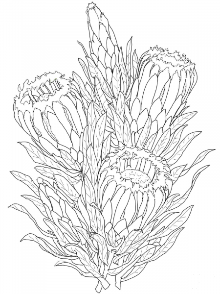 Protea Neriifolia or Oleanderleaf Protea coloring page image
