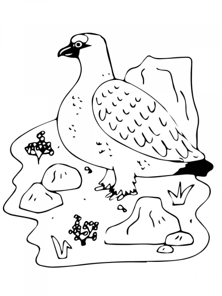 Ptarmigan coloring page image