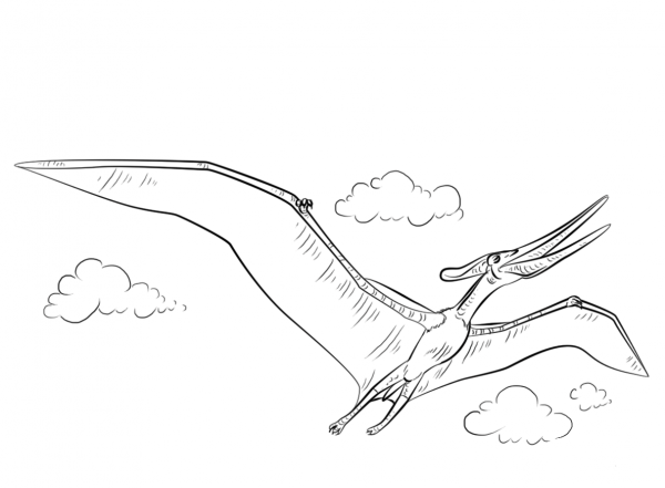 Pteranodon flying coloring page image