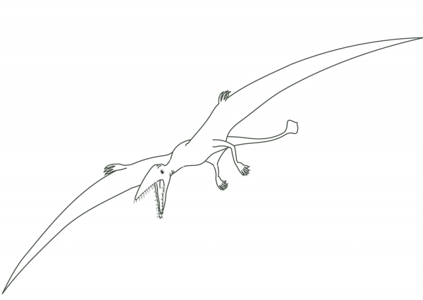 Pterodactyl Dinosaur coloring page image