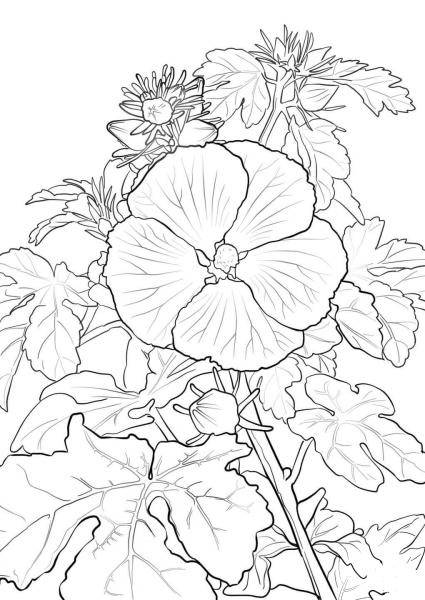 Pua Aloalo or Hawaiian Hibiscus coloring page image