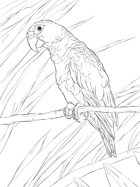 Puerto Rican Parrot coloring page image